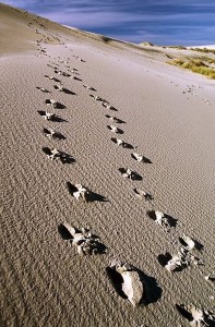 orme-sulla-sabbia